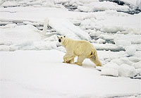 Polar Bear on Ice, Looking Back at Camera