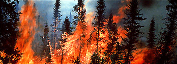 Forest Fire file photo