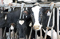 File Photo of U.S. Dairy Cows