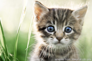 File Photo of Young Cat Amidst Tall Grass, adapted from image at cdc.gov