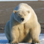 File Photo of Polar Bear on Snow with Bare Ground in the Background, adapted from image at nasa.gov with photo credit to U.S. Fish and Wildlife Service/Eric Regehr