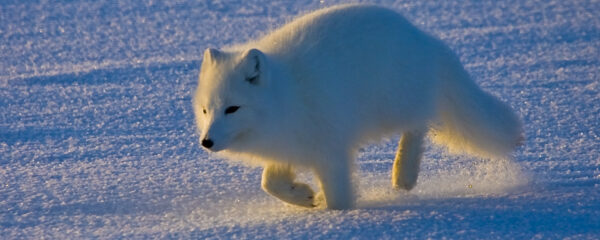 File Photo of Arctic Fox Running Across Snow, adapted from image at USGS.gov, with photo credit to Mike Lockart and USGS