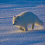 File Photo of Arctic Fox Running Across Snow, adapted from image at USGS.gov, with photo credit to Mike Lockart and USGS